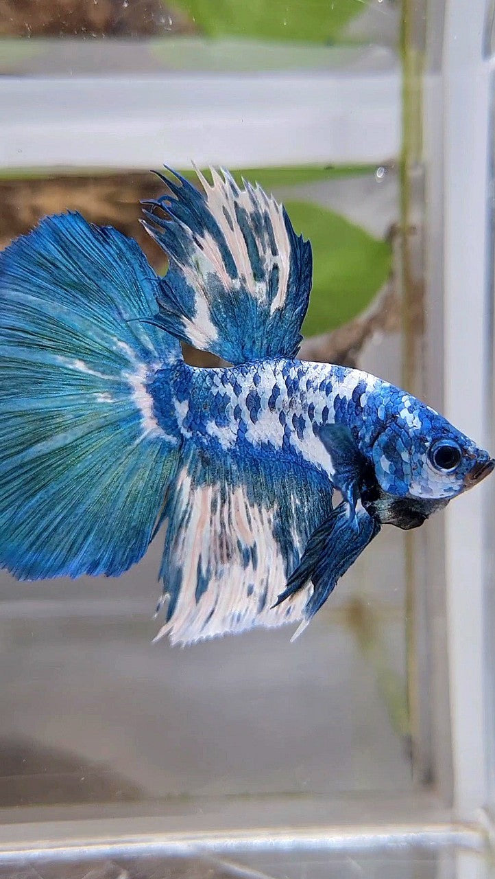 HALFMOON SUPER DOTS BLUE MARBLE BETTA FISH