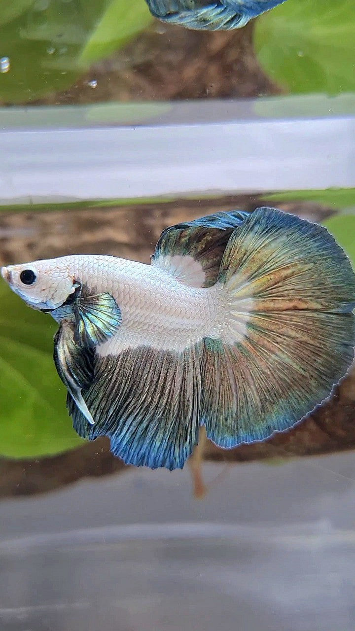 HALFMOON BIG EAR ROSETAIL COPPER RIM BETTA FISH