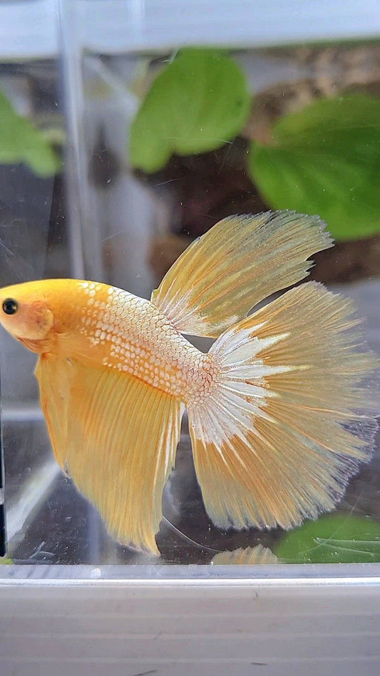 HALFMOON YELLOW FCCP BETTA FISH