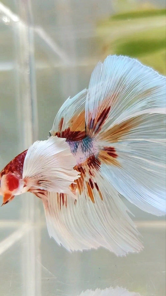 HALFMOON SUPER DUMBO EAR ROSETAIL WHITE ORANGE MULTICOLOR BETTA FISH