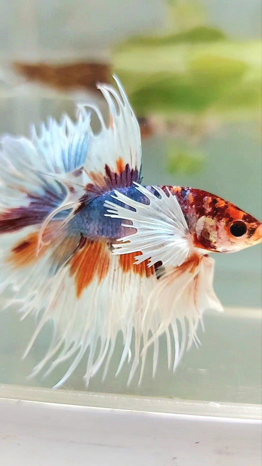 LUXURY XL CROWNTAIL DUMBO EAR BLUE ORANGE MULTICOLOR BETTA FISH