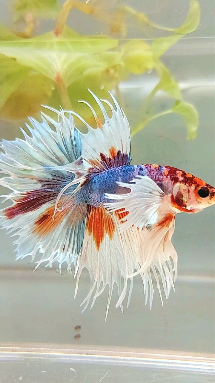 LUXURY XL CROWNTAIL DUMBO EAR BLUE ORANGE MULTICOLOR BETTA FISH