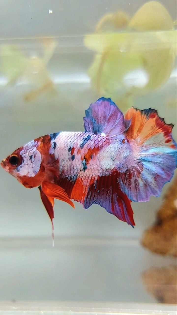 PLAKAT PURPLE CANDY MULTICOLOR BETTA FISH