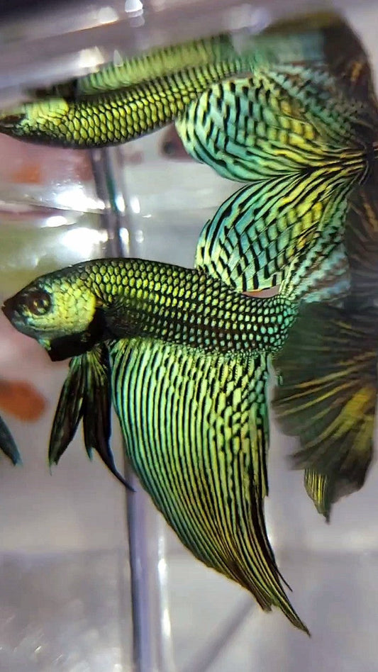 LUXURY XL HALFMOON ALIEN GREEN-BLUE HYBRID WILD BETTA FISH