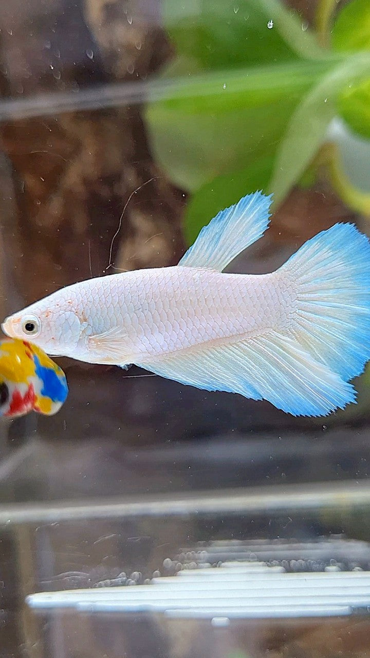 FEMALE HALFMOON WHITE LINE BLUE RIM BETTA FISH