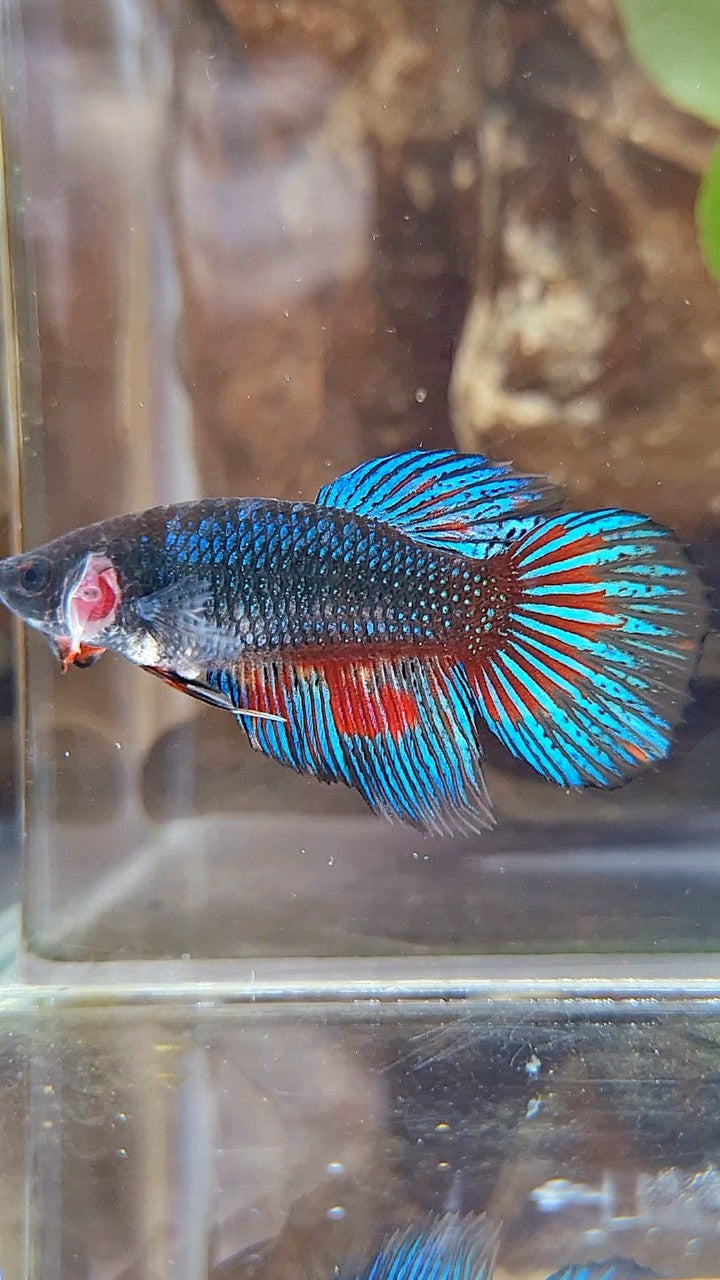 FEMALE VEILTAIL BLACK FANCY METTALIC BETTA FISH