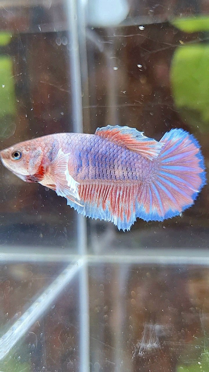 FEMALE HALFMOON DUMBO EAR PURPLE BETTA FISH