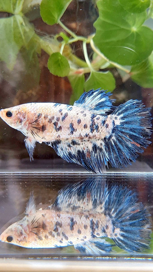 FEMALE GIANT CROWNTAIL HALFSUN BO 5CM+ BLUE DOTS DARK MARBLE BETTA FISH