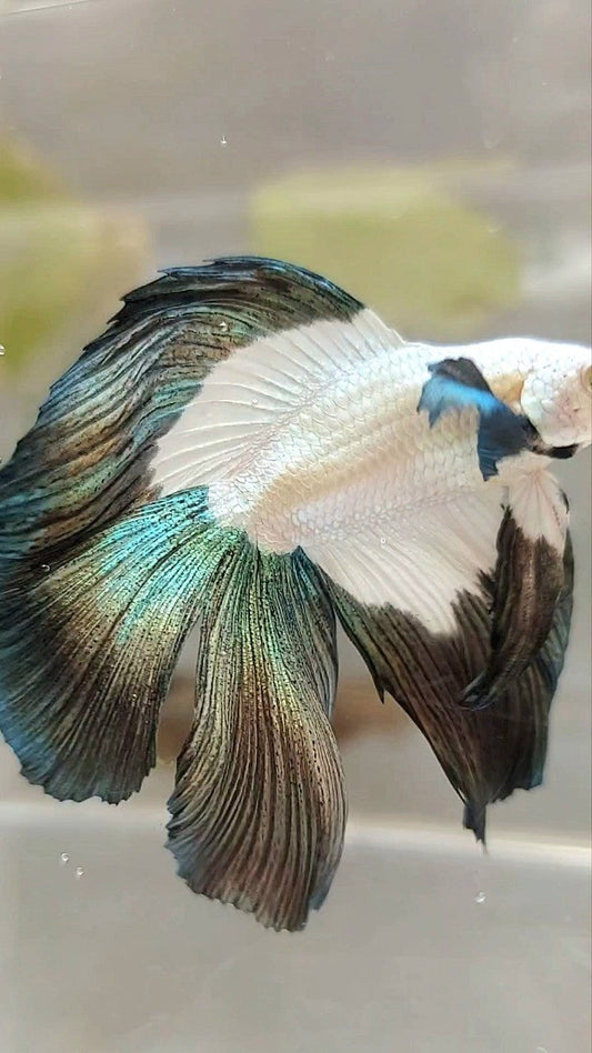 LUXURY HALFMOON DOUBLE TAIL COPPER RIM BETTA FISH