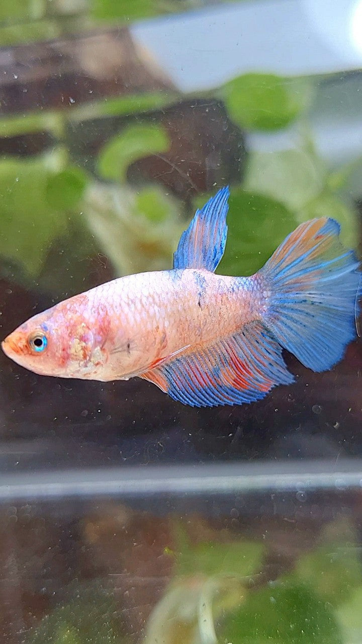 FEMALE HALFMOON KOI MULTICOLOR BETTA FISH