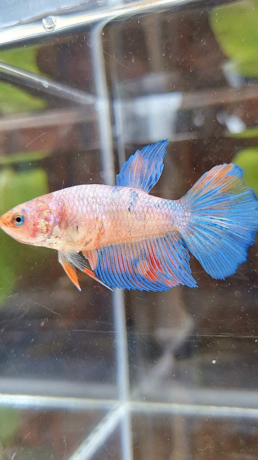 FEMALE HALFMOON KOI MULTICOLOR BETTA FISH