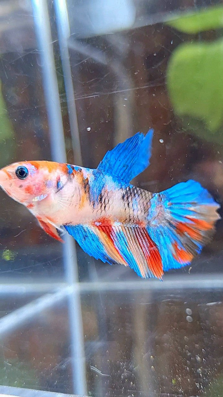 FEMALE HALFMOON KOI MULTICOLOR BETTA FISH