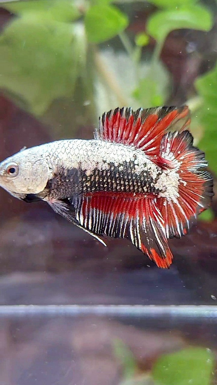PLAKAT DOUBLE TAIL BLACK SAMURAI SNOW RED BETTA FISH