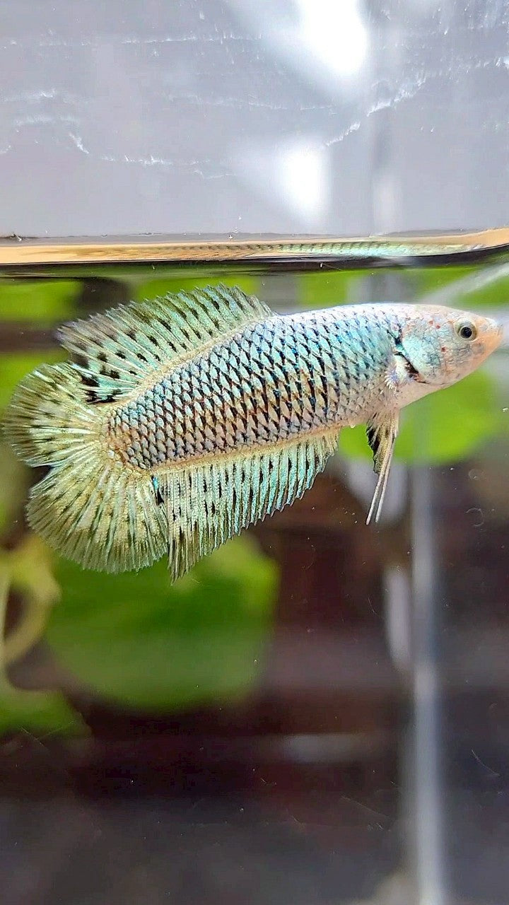 LUXURY FEMALE HALFMOON DOUBLE TAIL ALIEN GREEN HYBRID WILD BETTA FISH