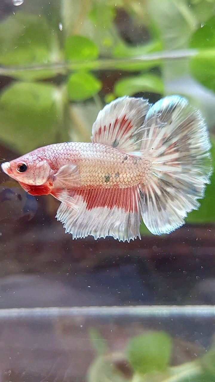 HALFMOON ROSETAIL COPPER RIM MARBLE FLAMINGGO PATTERN BETTA FISH