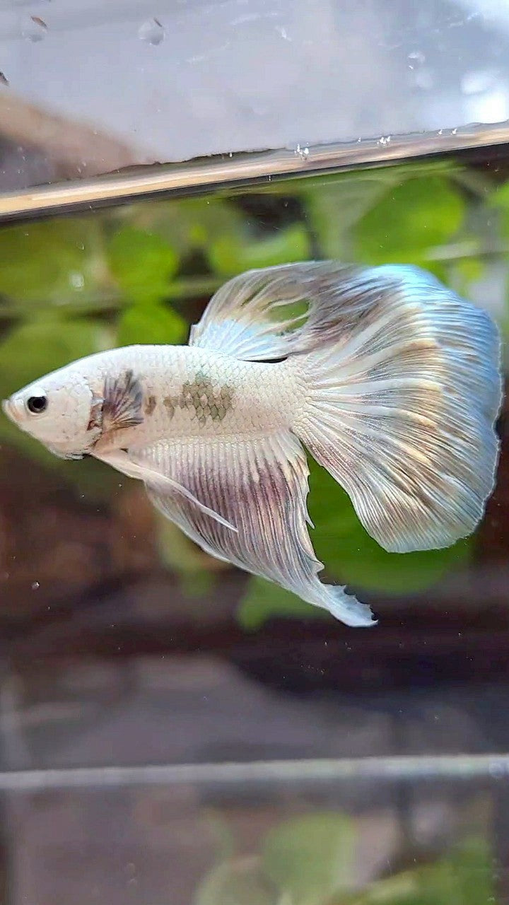 HALFMOON COPPER RIM BUTTERFLY BETTA FISH