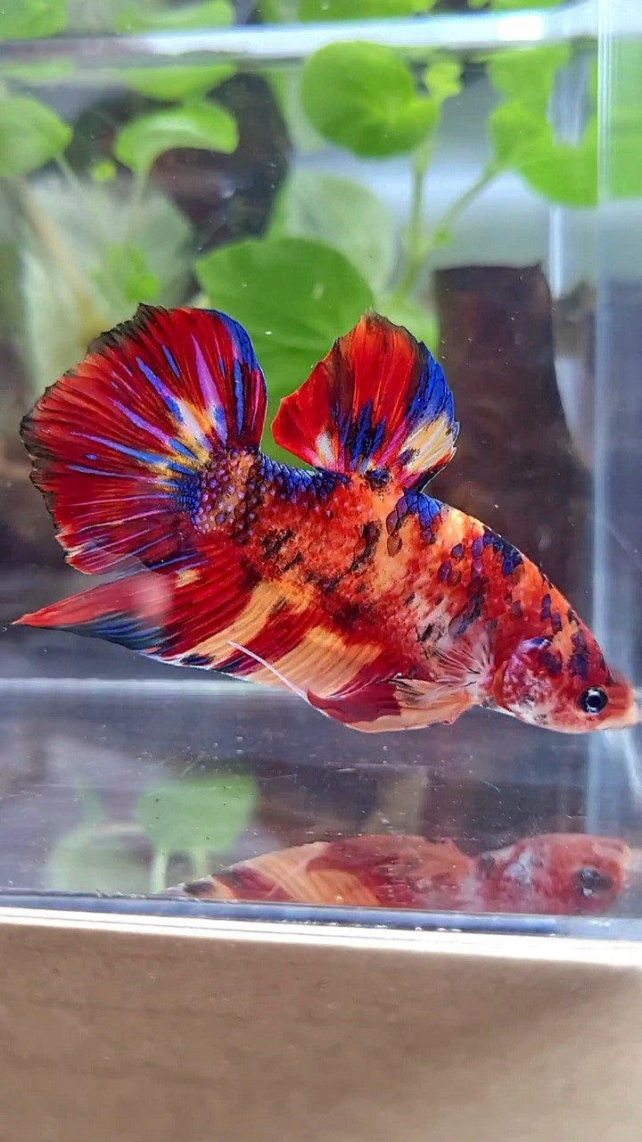 GIANT PLAKAT BO 5CM+ RED ORANGE MULTICOLOR BETTA FISH