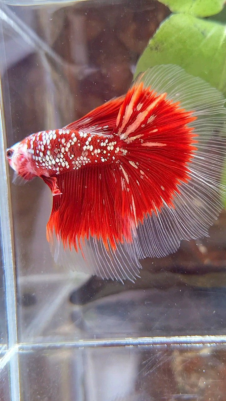 HALFMOON ROSETAIL RED GOLD STAR GALAXY BETTA FISH