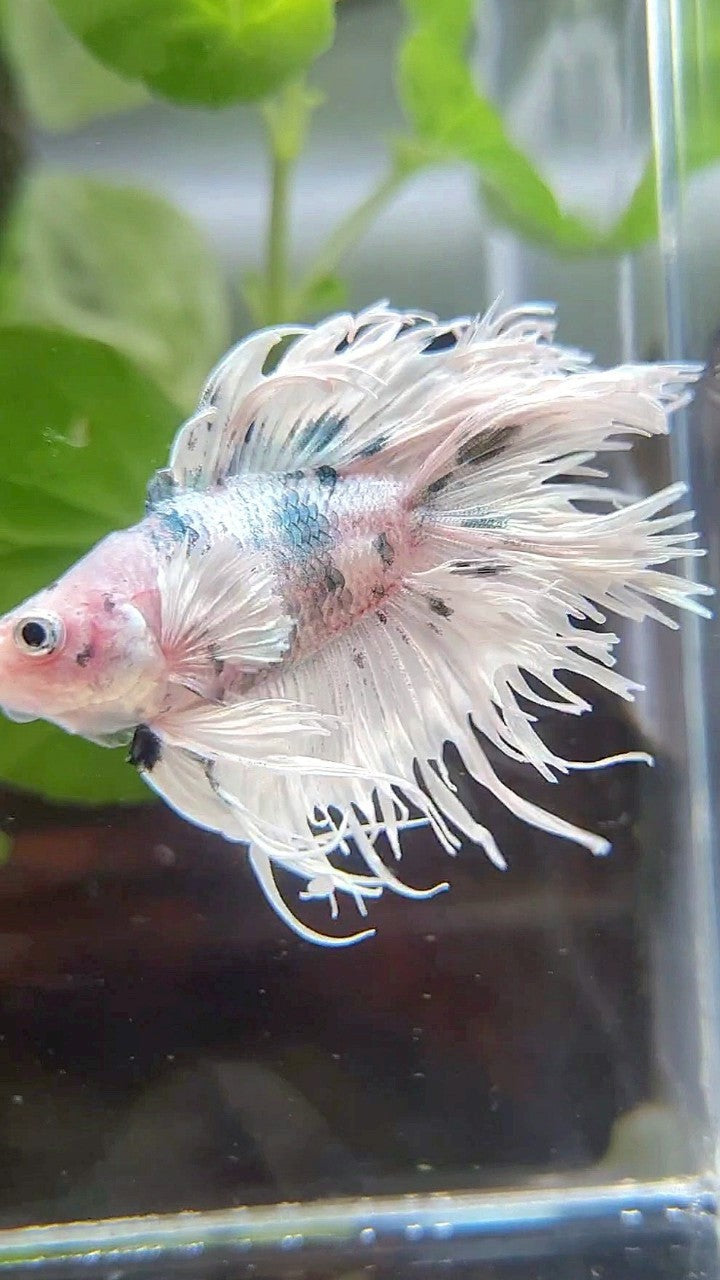 CROWNTAIL DOUBLE TAIL DUMBO EAR WHITE COPPER DOTS MARBLE BETTA FISH