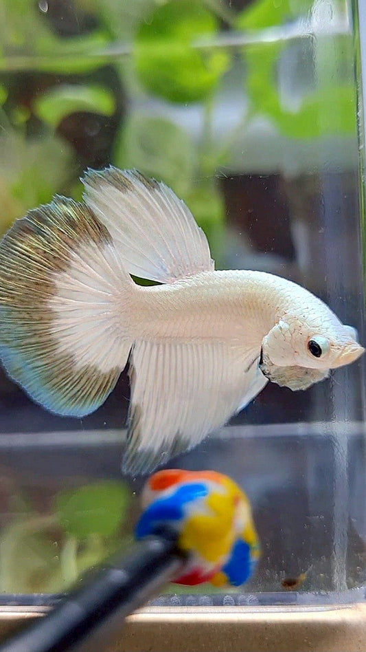HALFMOON COPPER RIM BUTTERFLY PATTERN BETTA FISH