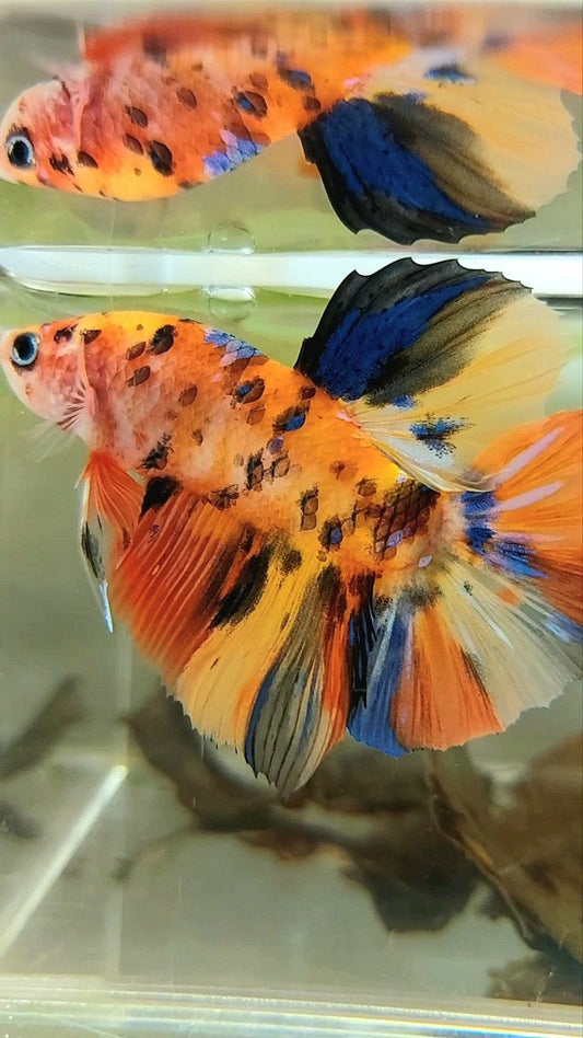 GIANT HMPK BO 5CM YELLOW ORANGE TIGER GALAXY MULTICOLOR BETTA FISH