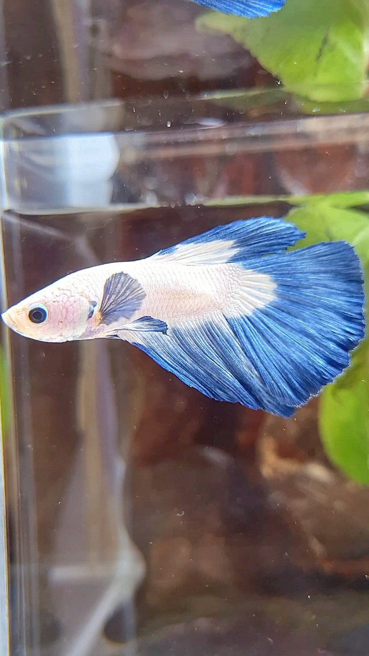 HALFMOON BLUE RIM BICOLOR BETTA FISH