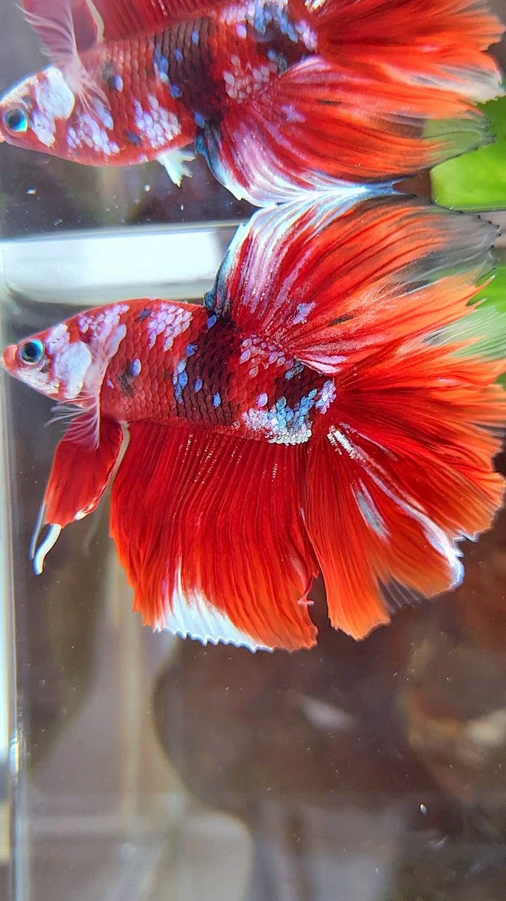 HALFMOON DOUBLE TAIL BIG EAR BARONGSAI RED WHITE GALAXY MULTICOLOR BETTA FISH