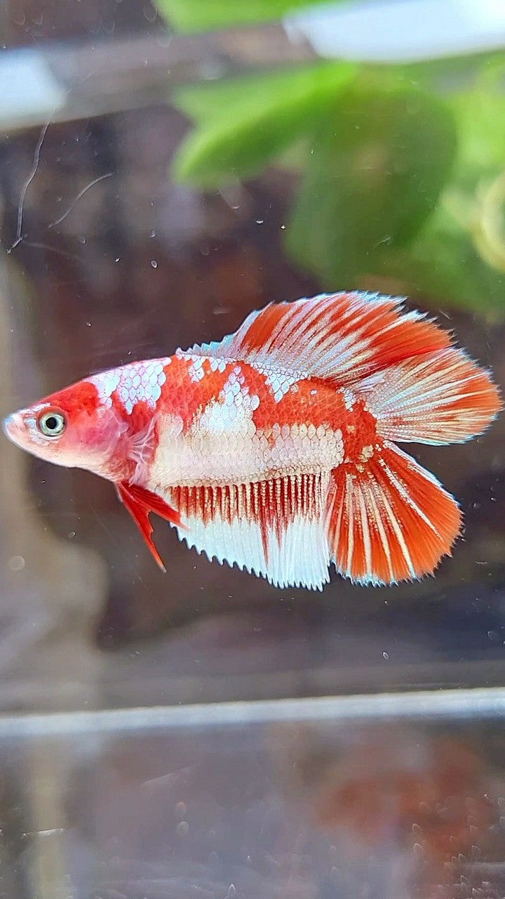 FEMALE HALFMOON DOUBLE TAIL BARONGSAI SNOW RED GALAXY MULTICOLOR BETTA FISH