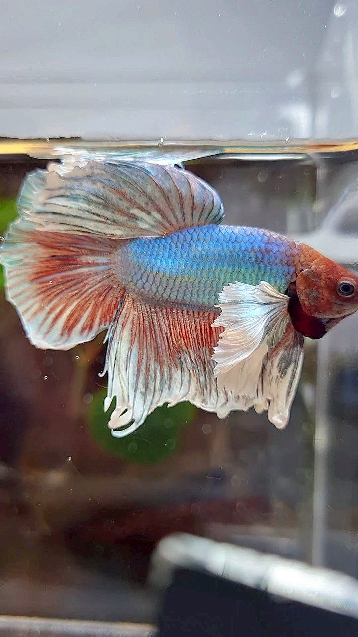 HALFMOON DUMBO EAR BLUE GREEN METTALIC BETTA FISH