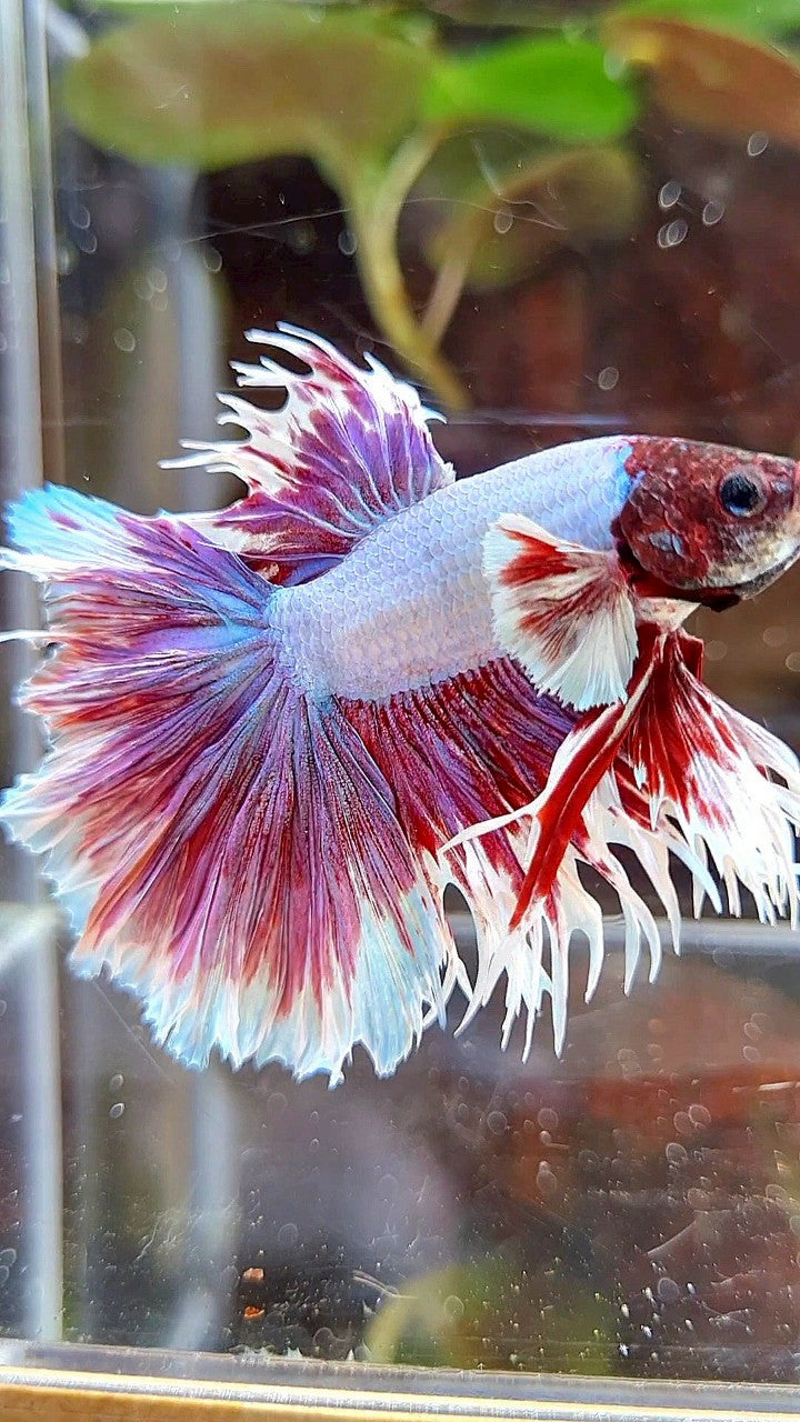 HALFMOON CROWNTAIL BIG EAR PURPLE BUTTERFLY BETTA FISH