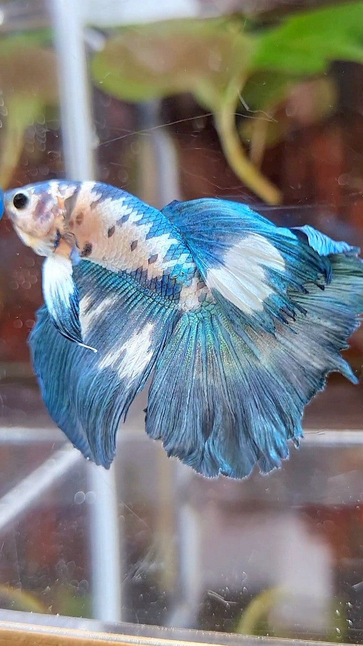 HALFMOON ROSETAIL BLUE DOTS MARBLE BETTA FISH
