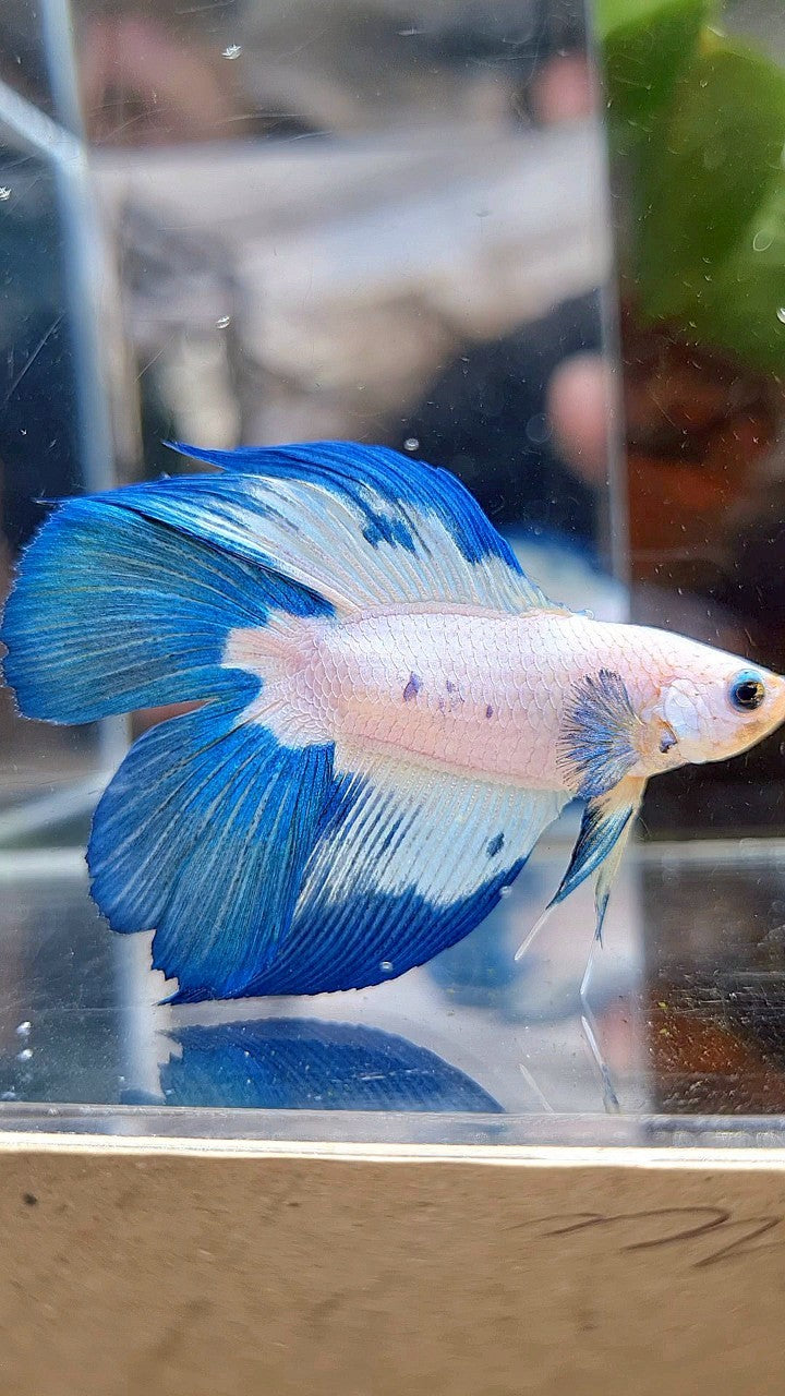 HALFMOON DOUBLE TAIL BLUE RIM PATTERN BETTA FISH