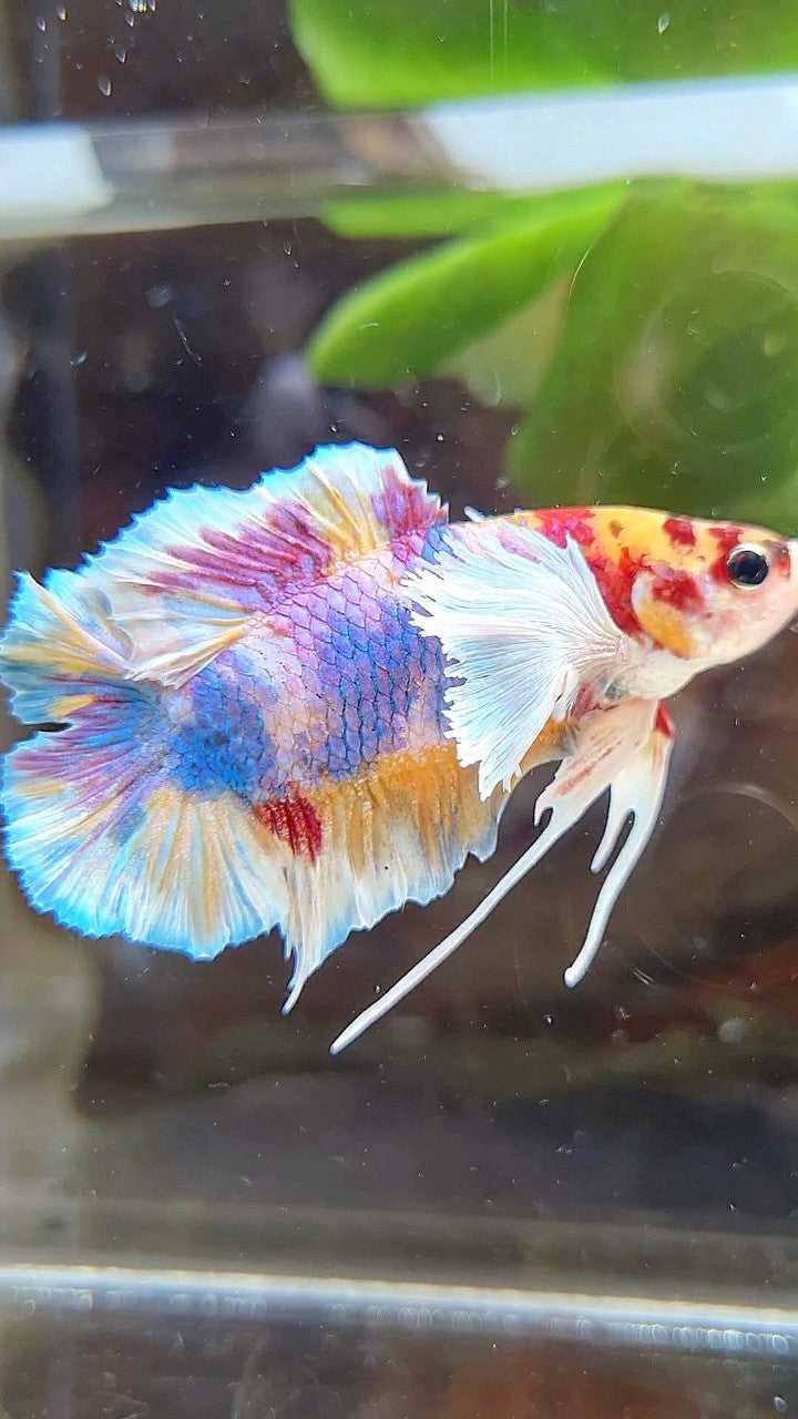 PLAKAT DUMBO EAR DOUBLE TAIL CANDY PURPLE MULTICOLOR BETTA FISH