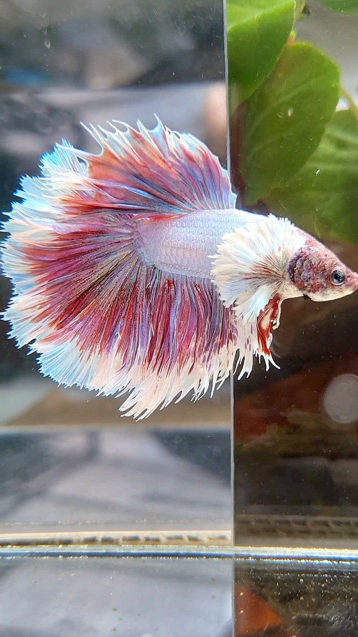 HALFMOON CROWNTAIL DUMBO EAR PURPLE LAVENDER BETTA FISH