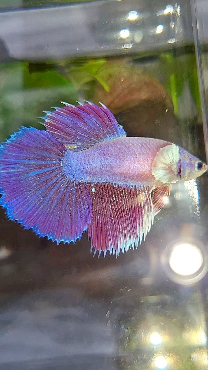 FEMALE HALFMOON DUMBO EAR CROWNTAIL PINK UNICORN PURPLE BETTA FISH