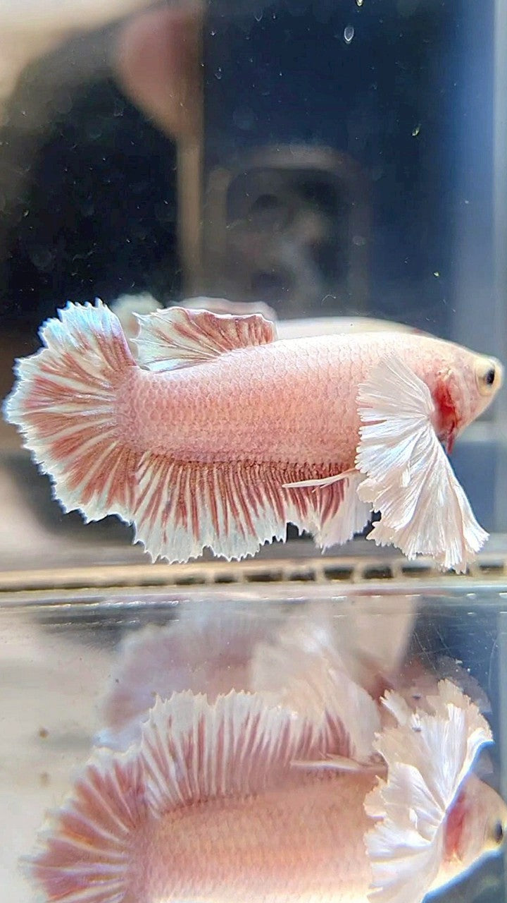 FEMALE PLAKAT DUMBO EAR WHITE LAVENDER BETTA FISH