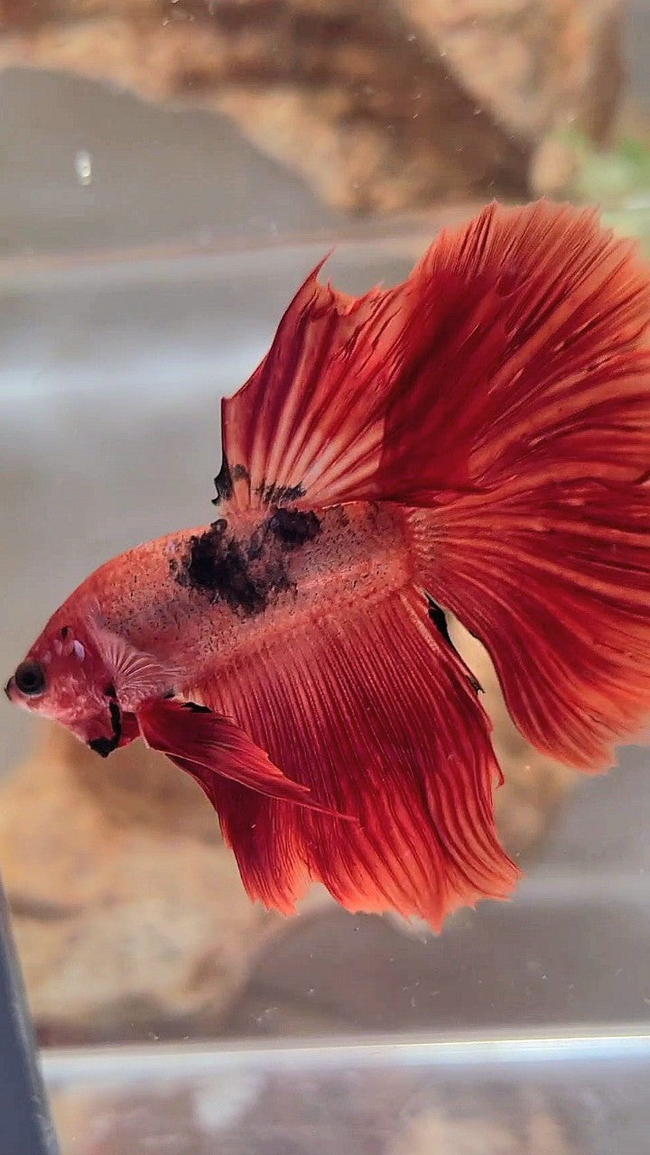 HALFMOON RED HELLBOY BETTA FISH