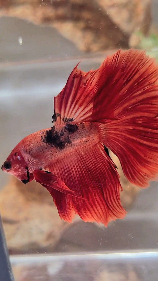 HALFMOON RED HELLBOY BETTA FISH
