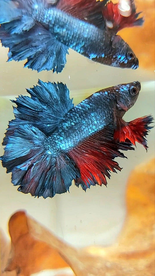 KING ROSETAIL HALFMOON BLUE GRAY RED BETTA FISH
