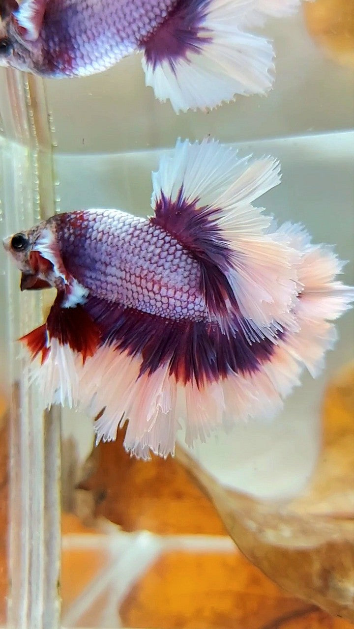 HALFMOON FEATHER TAIL BIG EAR SUPER PURPLE BUTTERFLY BETTA FISH