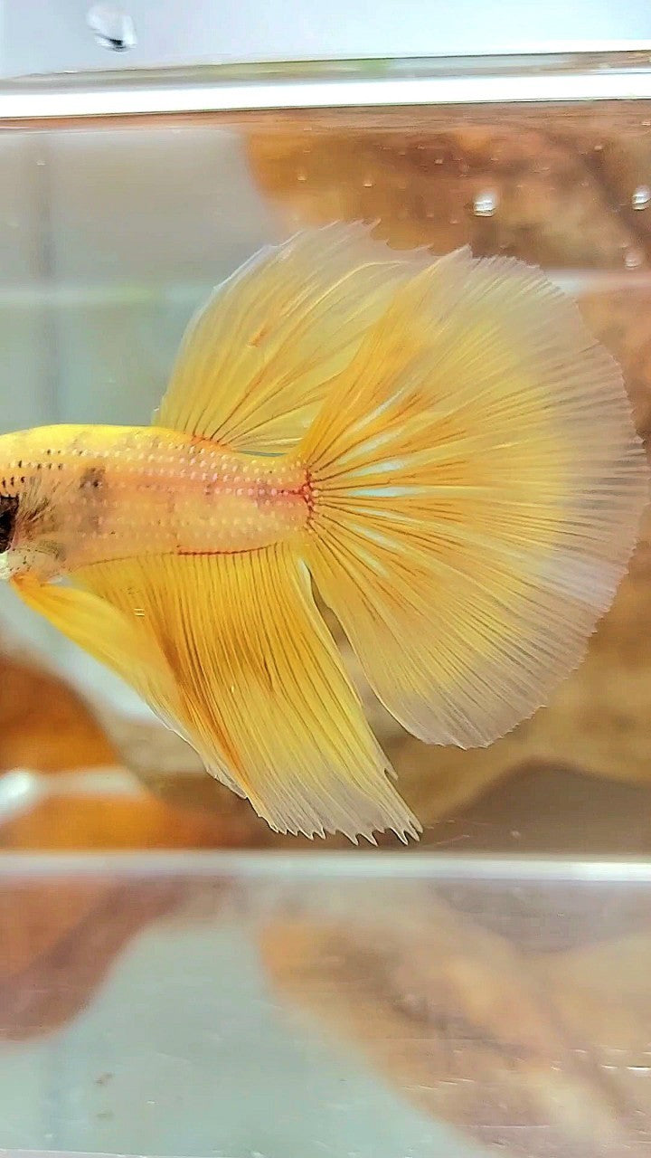 HALFMOON YELLOW BETTA FISH