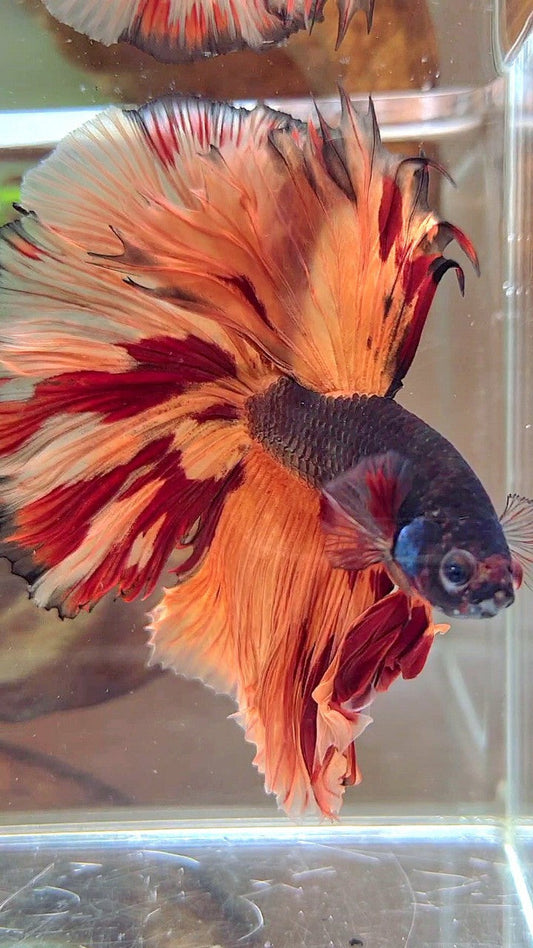 XL HALFMOON OVERTAIL ROSETAIL BLACK ORANGE LEOPARD MULTICOLOR BETTA FISH