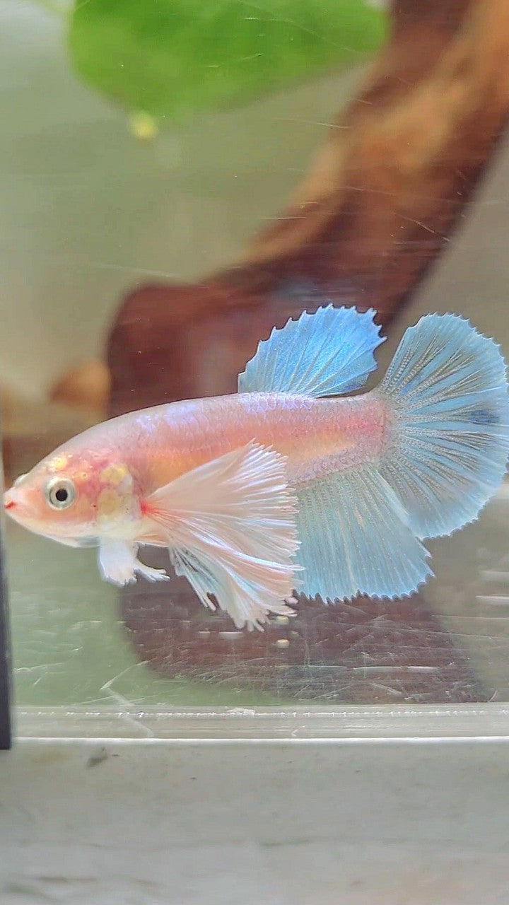 FEMALE HALFMOON SUPER DUMBO EAR WHITE UNICORN BETTA FISH