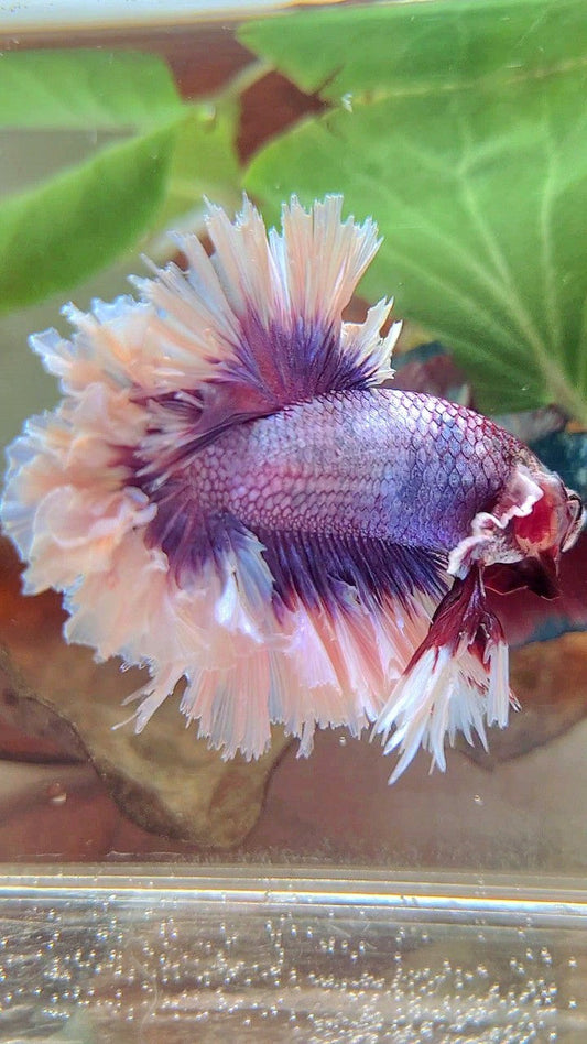 KING FEATHER TAIL HALFMOON BIG EAR SUPER PURPLE BUTTERFLY BETTA FISH