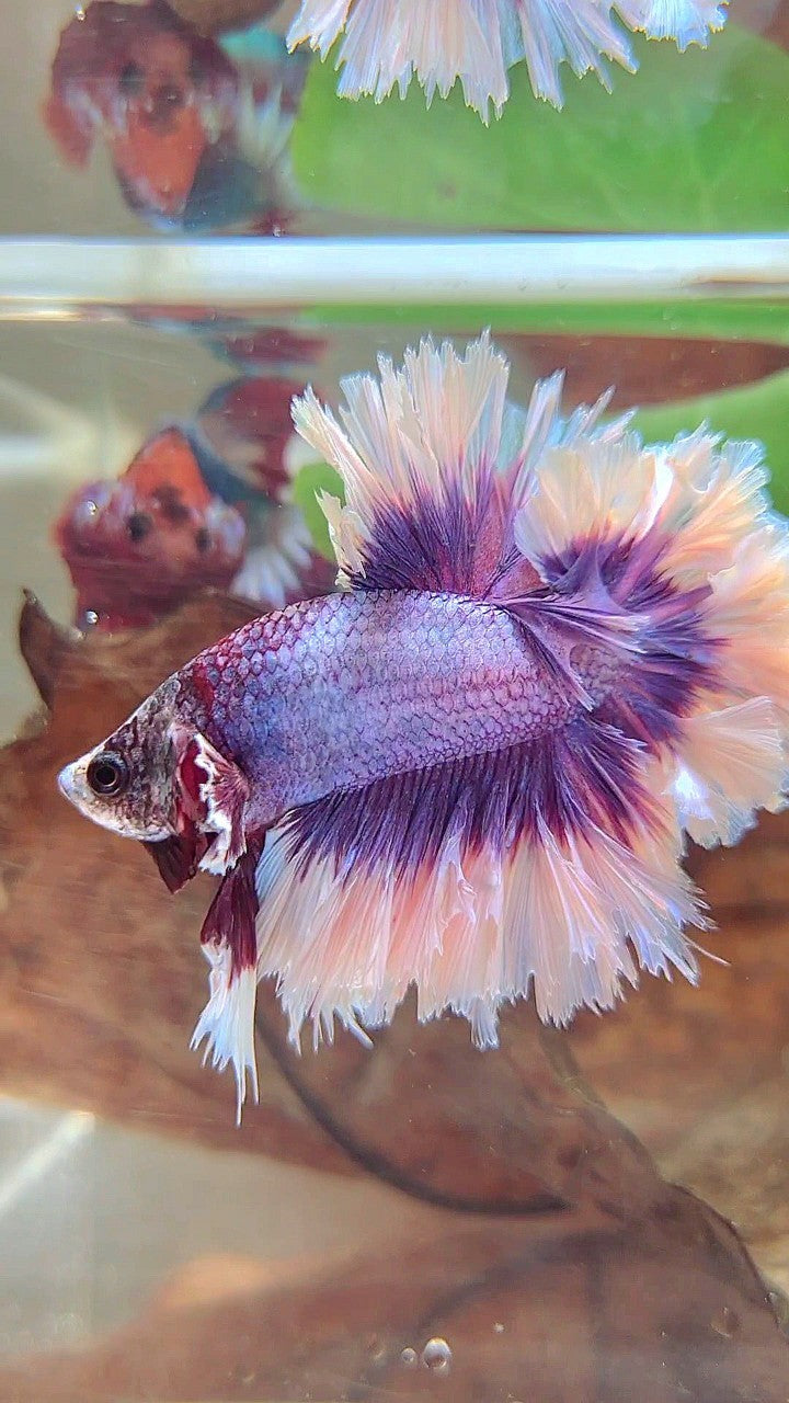 KING FEATHER TAIL HALFMOON BIG EAR SUPER PURPLE BUTTERFLY BETTA FISH