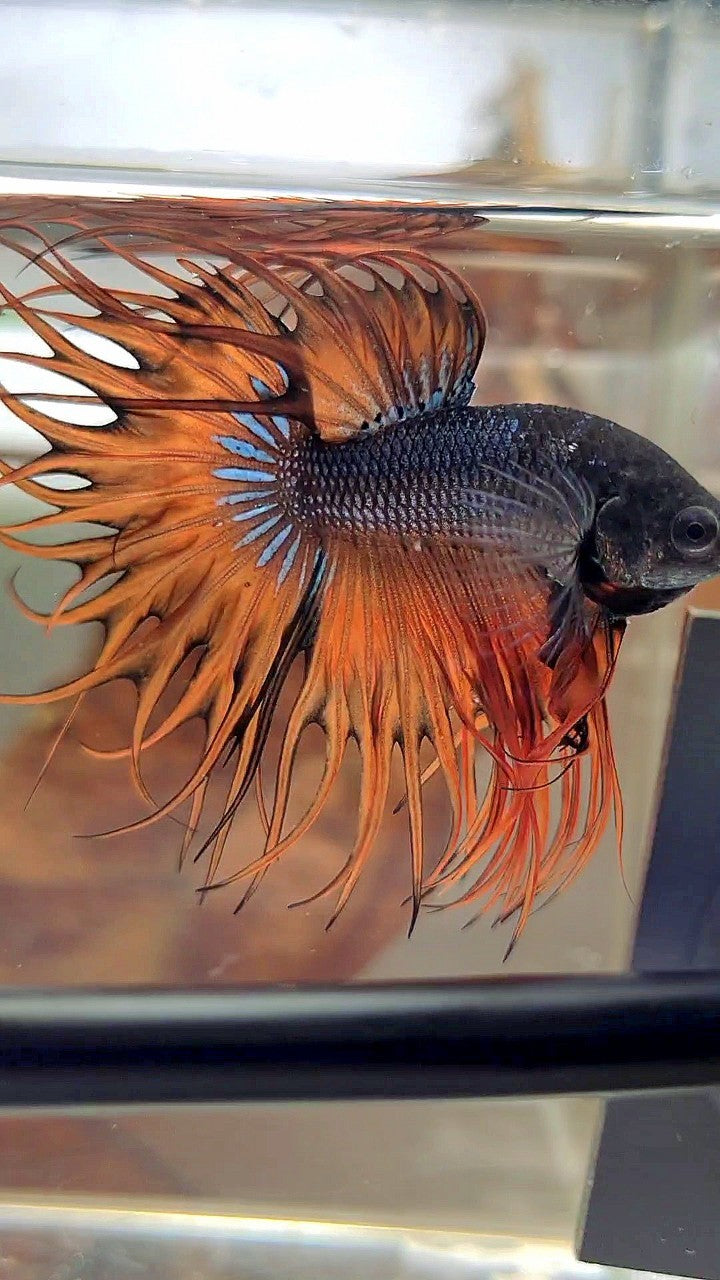 KING CROWNTAIL DARK YELLOW ORANGE MUSTARD BETTA FISH