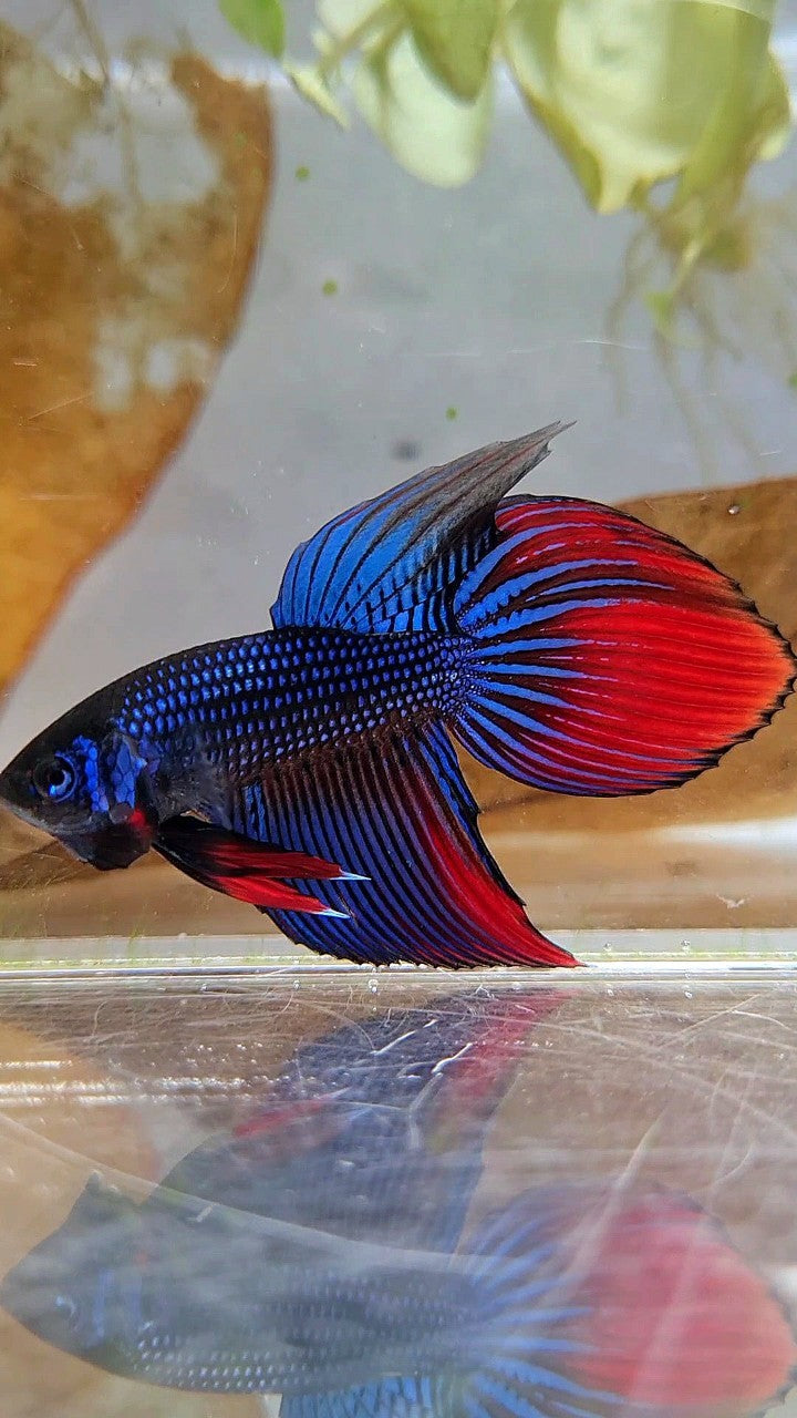 LONGFIN VEILTAIL IMBELIS BLUE RED HYBRID WILD BETTA FISH