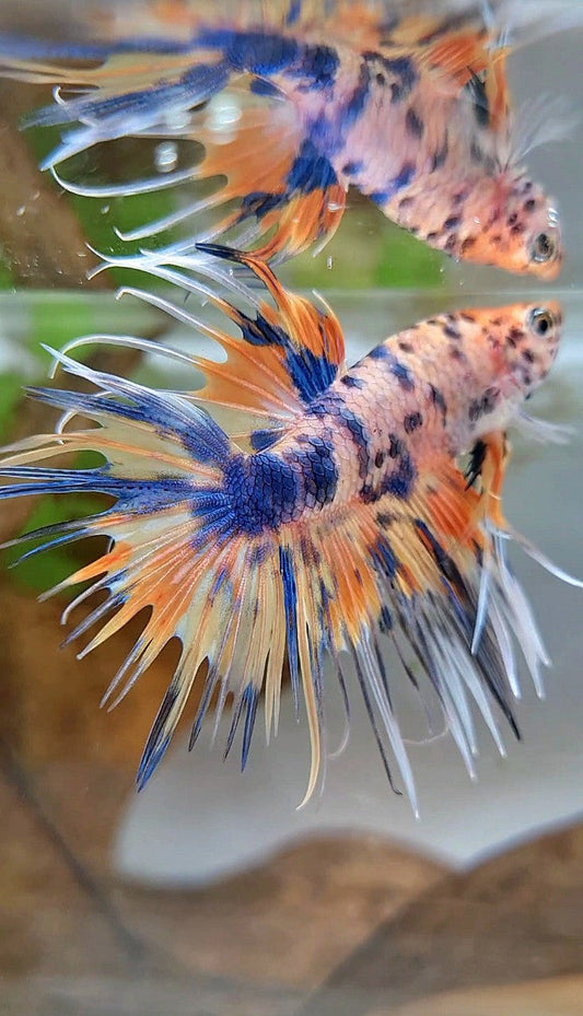 CROWNTAIL YELLOW BLUE DOTS ORANGE MULTICOLOR BETTA FISH