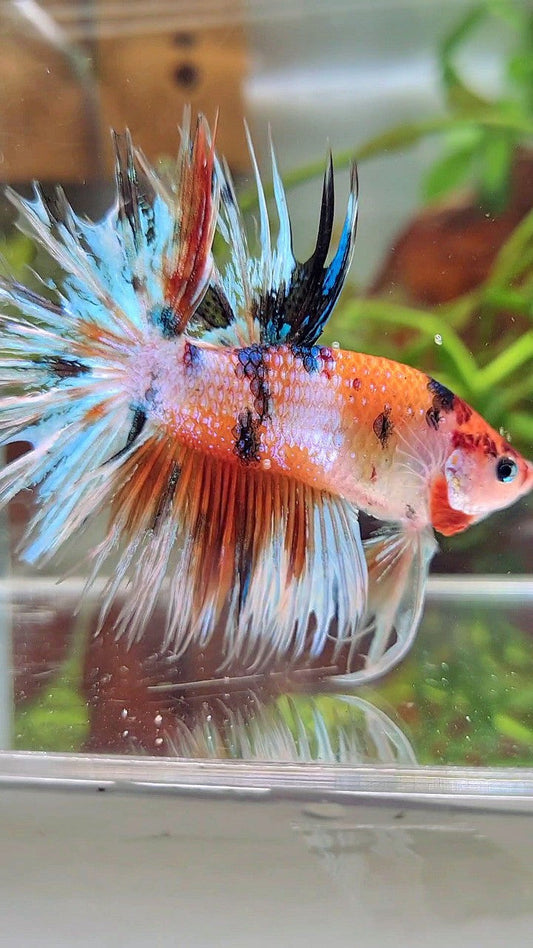 XL CROWNTAIL ORANGE WHITE CANDY MULTICOLOR BETTA FISH
