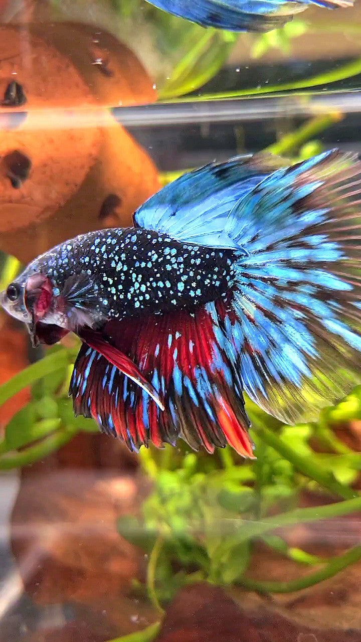 LUXURY HALFMOON ROSETAIL BLACK STAR GALAXY AVATAR BLUE GREEN BETTA FISH